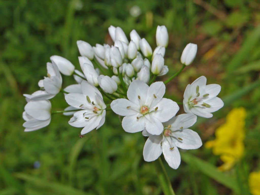 Allium neapolitanum
